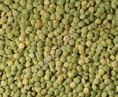 ЧЕЧЕВИЦА ЗЕЛЕНАЯ Сибирская СЕМЕНА РННС (Питомник)