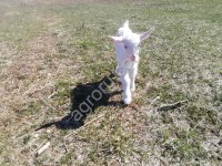 Молоко козье сырое