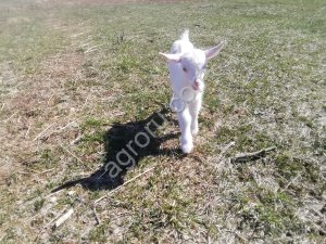 Молоко козье сырое