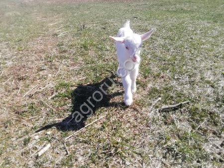 Молоко козье сырое