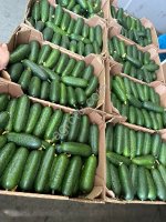 Томаты и огурцы оптом.