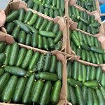 Томаты и огурцы оптом.