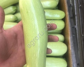 Кабачки Оптом, сорт Арал, свежие с поля в Краснодарском крае