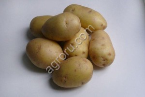 реального бизнеса по производству картофеля.