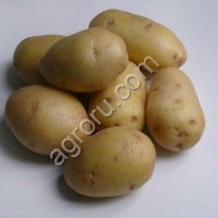 реального бизнеса по производству картофеля.