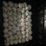 Свежие Грибы Шампиньоны