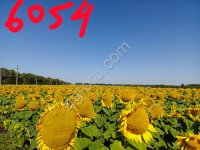 Ультраранний гибрид подсолнечника НС Х 6054 под гербицид на основе трибенурон-метила