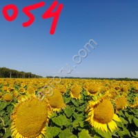 Ультраранний гибрид подсолнечника НС Х 6054 под гербицид на основе трибенурон-метила