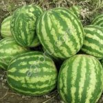 Арбузы Каристан оптом от 20 тонн Ставропольский край, свежий урожай 2025