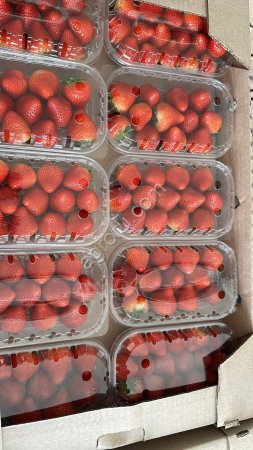 Клубника свежая оптом