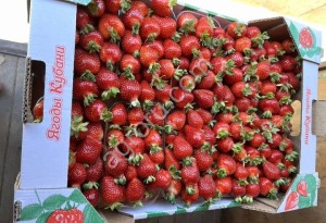 Свежая клубника