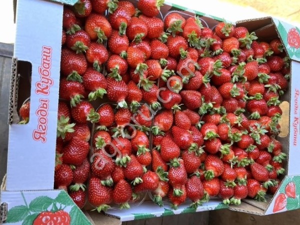 Свежая клубника