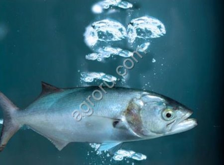 Рыба морская