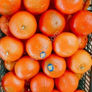 Мандарины