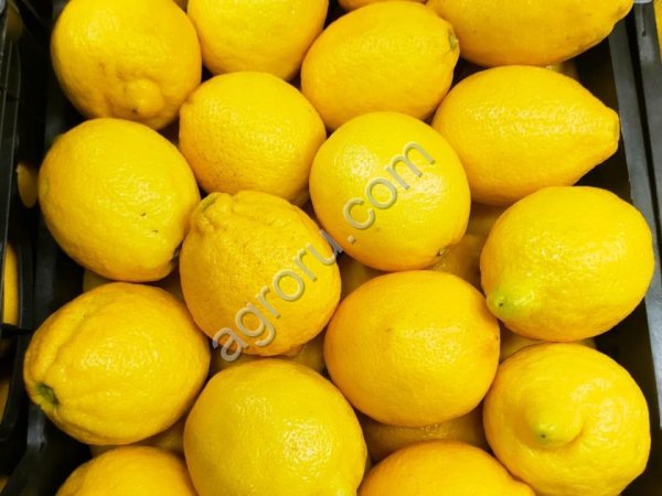 Лимоны Адалия