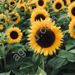 Семена гибрида подсолнечника Тальда экспресс