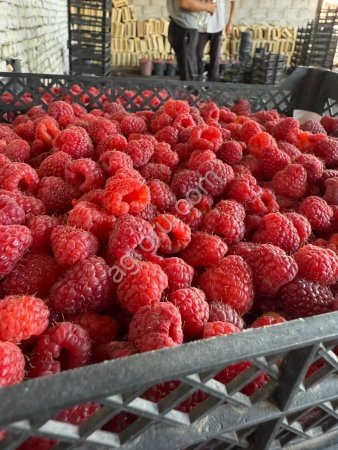 Малина свежезамороженная Экстра, 95/5, 90/10