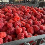 Малина свежезамороженная Экстра, 95/5, 90/10