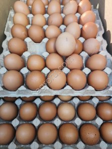 Яйцо куриное С0, С1, С2