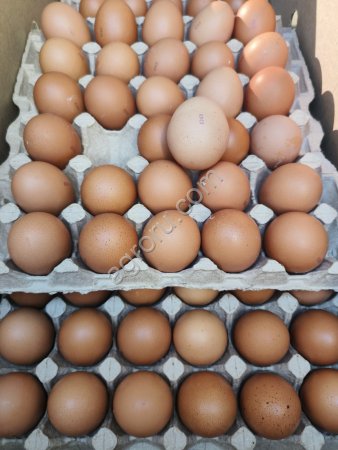 Яйцо куриное С0, С1, С2