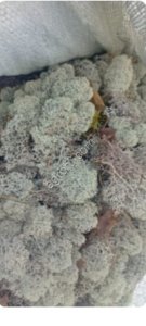 Мох ягель свежий