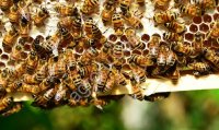 Пчелопакеты