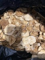 Шляпки гриба пантерного