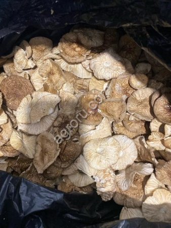 Шляпки гриба пантерного