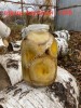 Груздь мохнатый