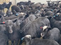 Ярка Романовской породы