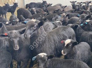 Ярка Романовской породы