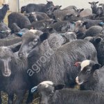 Ярка Романовской породы