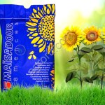 Гибриды семена подсолнечника МАС 80 ИР (Майсадур Maisadour) (Clearfield)