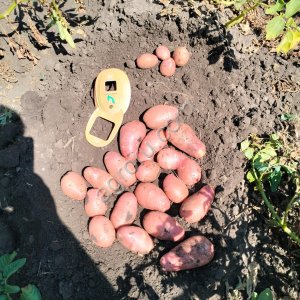Картофель Ред Скарлет опт