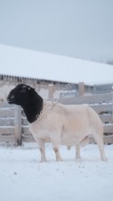 Баран породы Дорпер для разведения