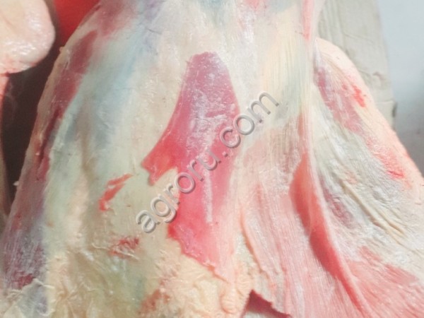 Вынужденный забой корова быка