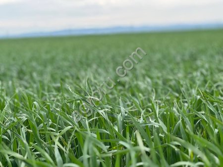 Земельный участок сельхозназначения 1100 Га