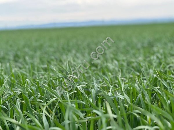 Земельный участок сельхозназначения 1100 Га