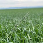 Земельный участок сельхозназначения 1100 Га