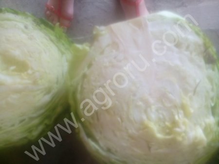 КАПУСТА ОПТОМ!!! 1,5 - 3 кг