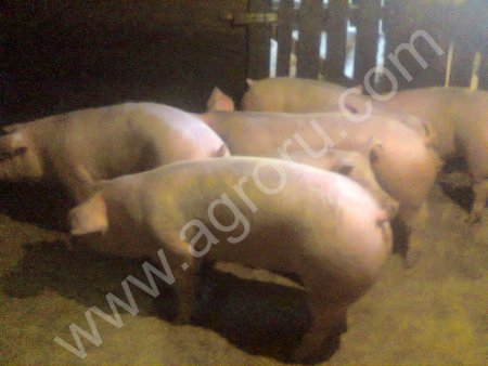 свинина живым весом