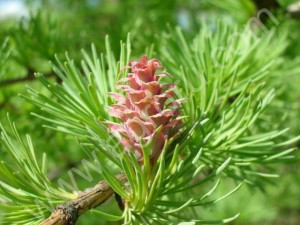 хвоя лиственницы, сосны