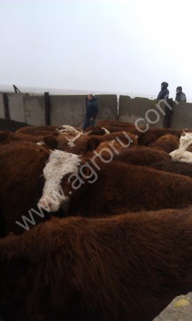 Телята (бычки 6-7 мес.) для откорма