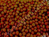 Соя пищевая, калиброванная оптом и врозницу