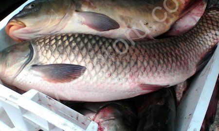 Живая прудовая рыба