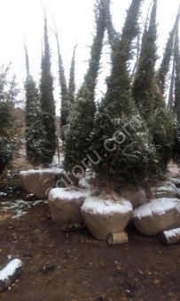 Ель сибирская (обыкновенная)