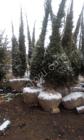 Ель сибирская (обыкновенная)