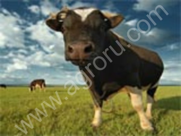 Быки живым весом