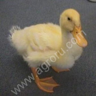 Инкубационное яйцо бройлера утки, кросс Черри-Велли, принимаются заявки