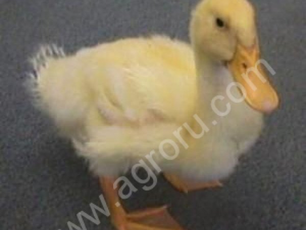 Инкубационное яйцо бройлера утки, кросс Черри-Велли, принимаются заявки